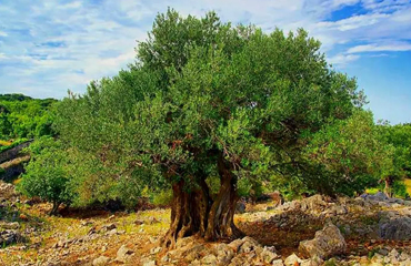 Zeytin Hakkında Herşey