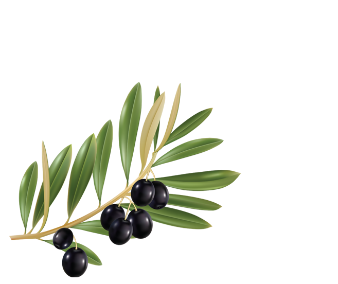 Meriç Olive Zeytincilik Gıda Ürünleri